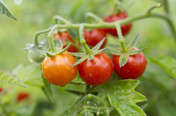 Grappe  de tomate cerises