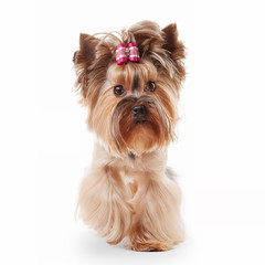 yorkie puppy on white gradient background