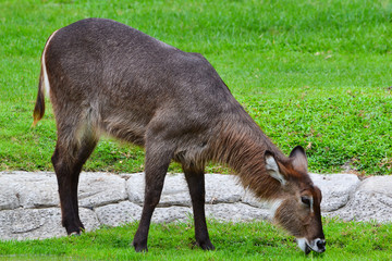 Common waterbuck (Kobus ellipsiprymnus)