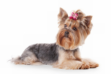 yorkie puppy on white gradient background