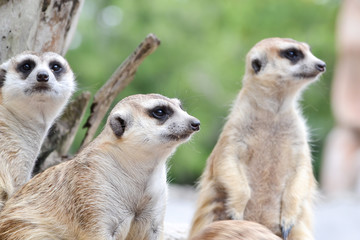 Group of meerkat