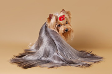 yorkie puppy on light brown background