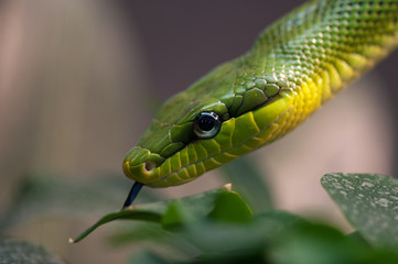 Obraz premium Schlange