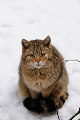 Wildkatze, Winter