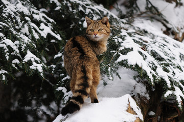 Wildkatze, Winter