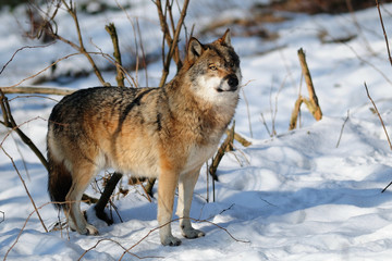 Wolf, Winter