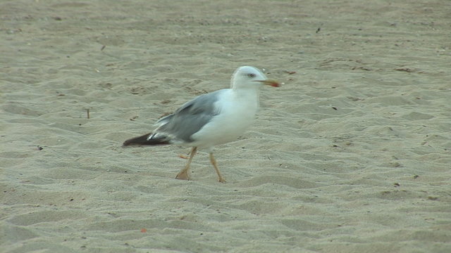 Seagull on a beach