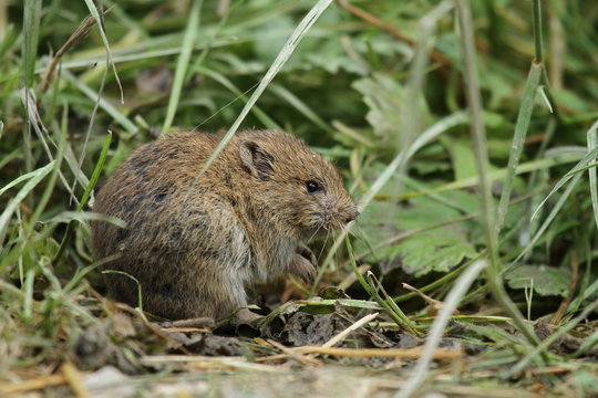 campagnole rouss&acirc;tre