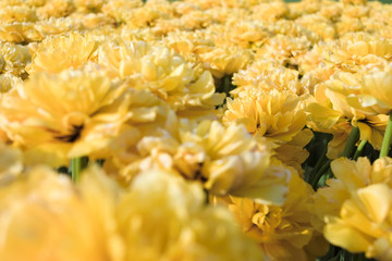 yellow tulips
