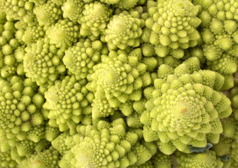 Roman Cauliflower closeup background