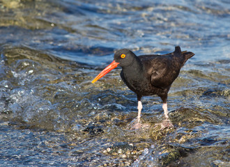 Oyster catcher bird standing on waves