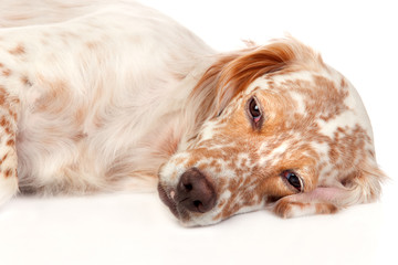 Beautiful English Setter with brown spots