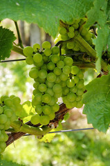 Ripe Grapes
