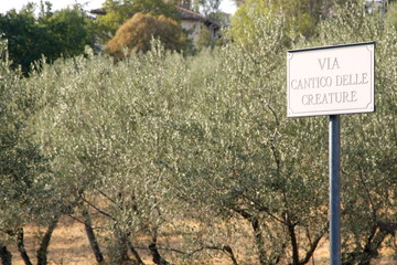street sign Canticle of the creatures and olive trees in the bac
