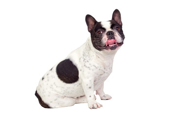 Fototapeta premium Beautiful french bulldog
