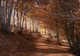 Fototapeta premium Bosque otoñal. Hayedo de la Tejera Negra