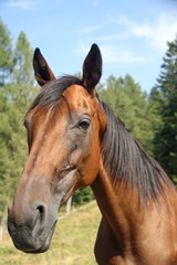 Fototapeta na wymiar pysk pięknego konia Brown w górach