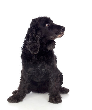 Beautiful Black Cocker Spaniel