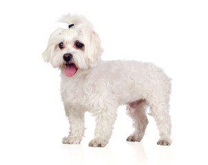Beautiful white Bichon Maltese