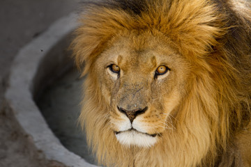 Majestic lion male with golden mane Close up