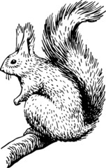 Squirrel on the branch of the tree