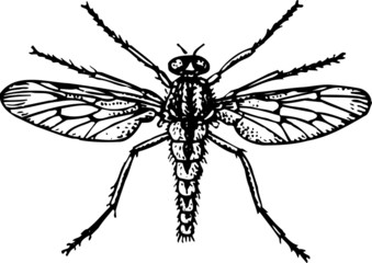 Mosquito with open wings
