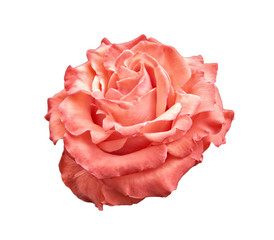 Pink and orange rose isolated on white