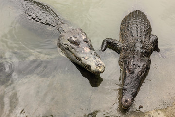 Crocodile in farms, Things to Do in Thailand.