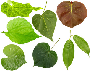 feuilles