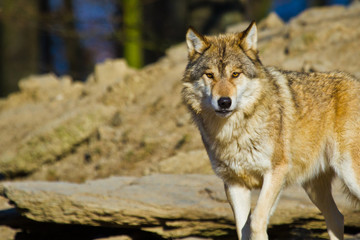Timberwolf oder Amerikanischer Grauwolf (Canis lupus lycaon)