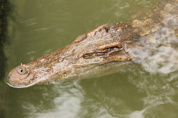Crocodile in farms, Things to Do in Thailand.