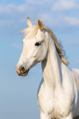 Fototapeta na wymiar Biały koń trotter Orlov portret na tle nieba