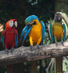 Colorful Macaw
