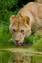 Löwe (Panthera leo)