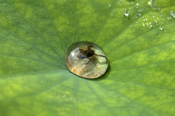 Junger Frosch, Tautropfen, Lotosblatt