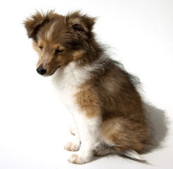 Junger Sheltie, Mini-Collie