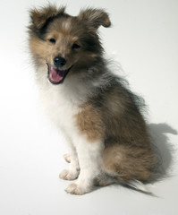 Junger Sheltie, Mini-Collie