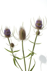 Kardendistel, Dipsacus sativus