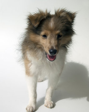 Junger Sheltie, Mini-Collie