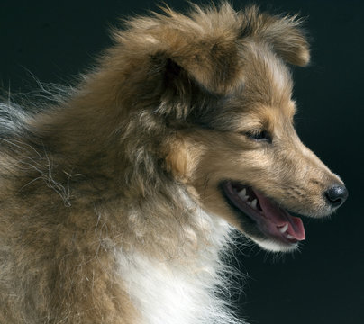 Junger Sheltie, Mini-Collie