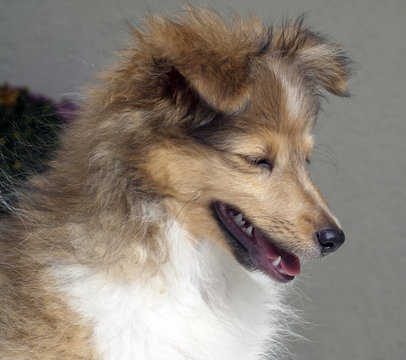 Junger Sheltie, Mini-Collie