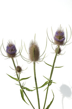 Kardendistel, Dipsacus sativus