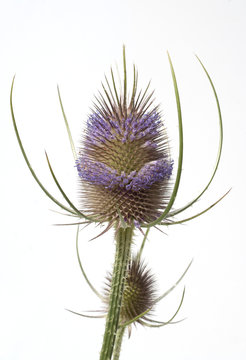 Kardendistel, Dipsacus sativus