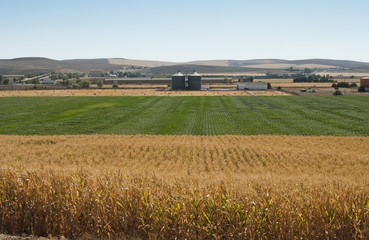 Fototapeta na wymiar Plantacji kukurydzy i fabryka przetwórnia