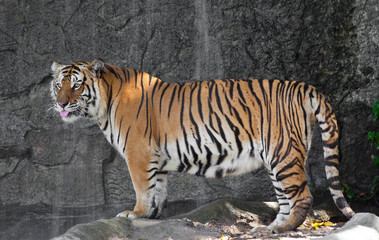 Fototapeta na wymiar Tygrys syberyjski w zoo