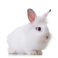 small white rabbit