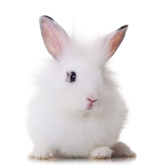 fluffy little white rabbit