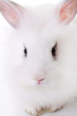 ute little white rabbit's face