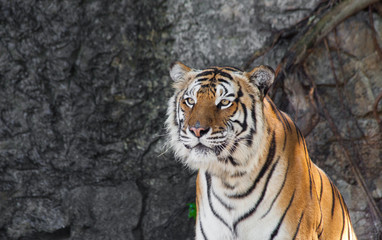Siberian Tiger in a zoo