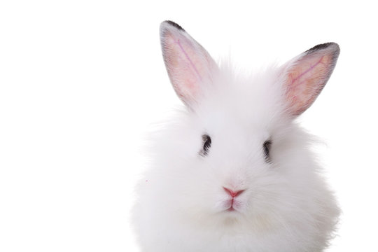 cute face of a small white rabbit